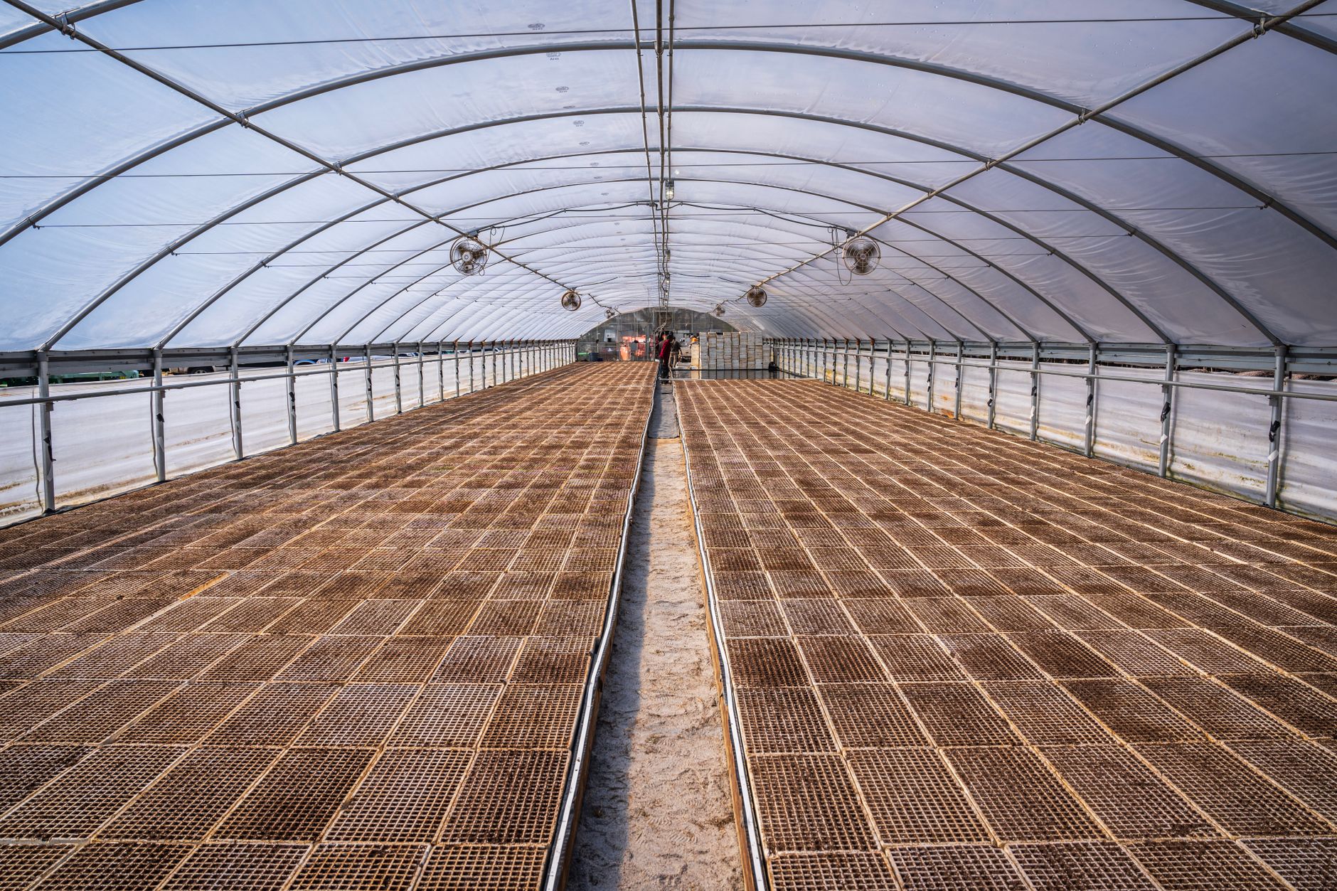 Wide commercial greenhouse interior with empty planting rows and arched glass roof