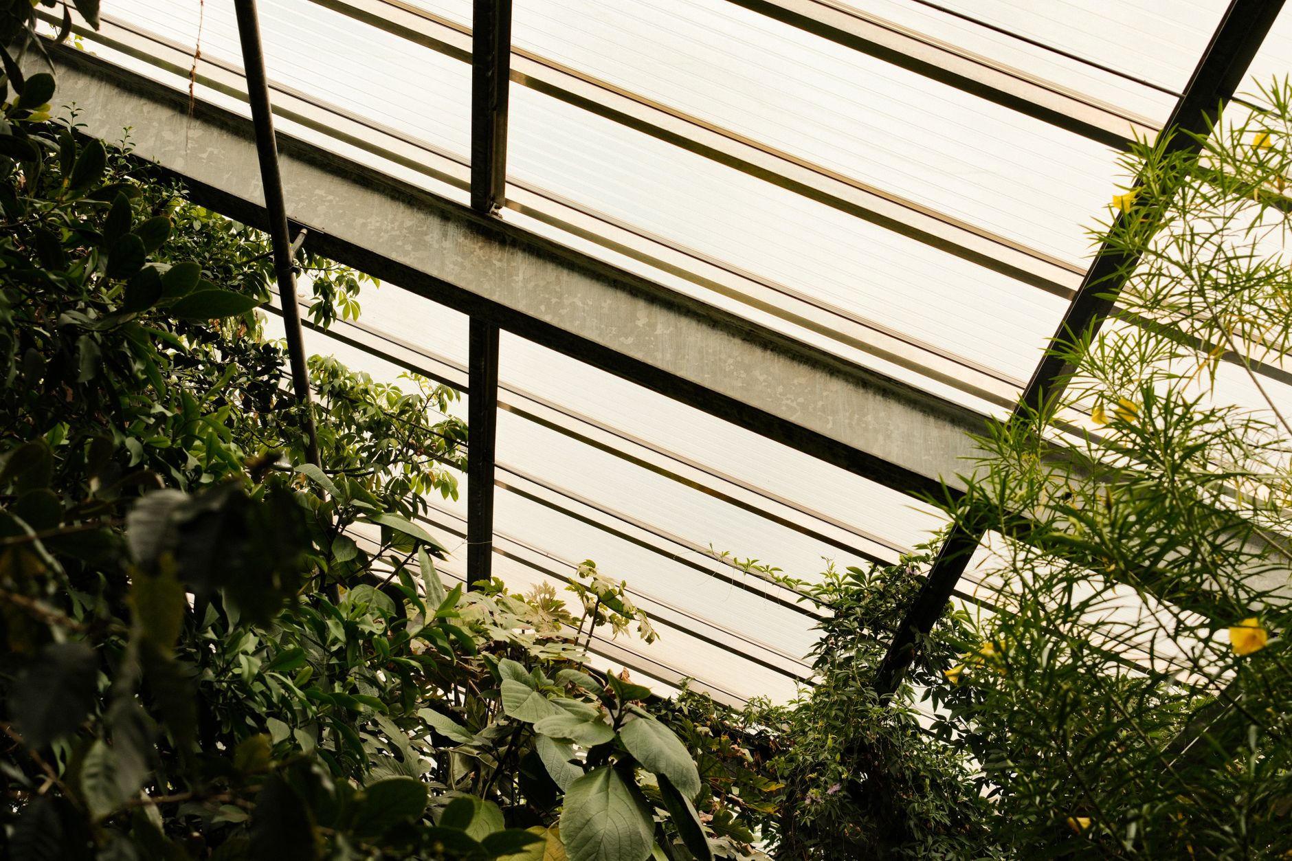 Sunlit greenhouse interior with structured skylight roof and lush foliage