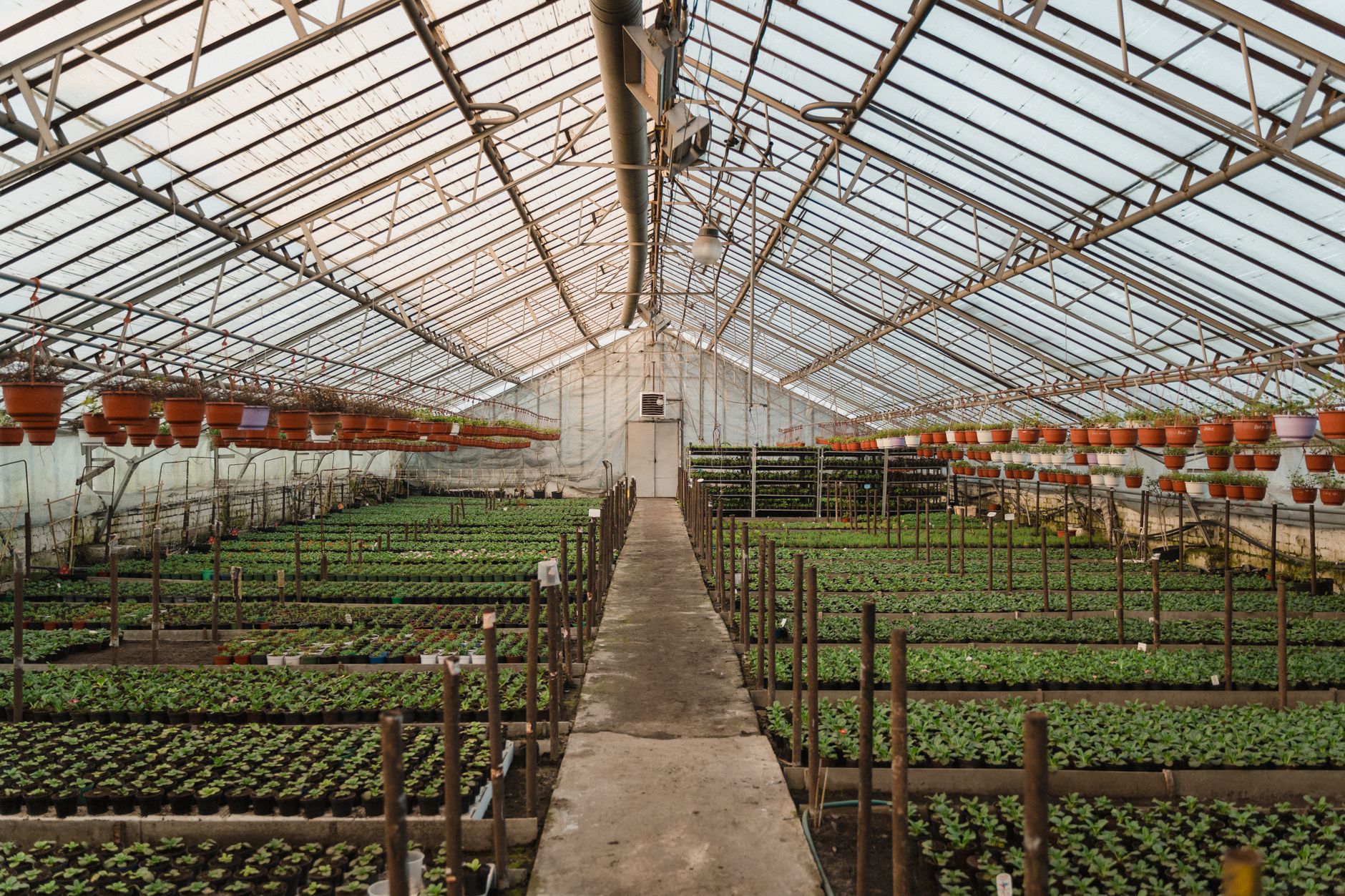 Large greenhouse interior filled with potted plants and seedlings under glass roof
